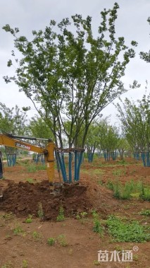 50公分(5杆)丛生朴树
