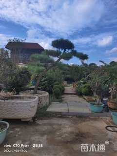 高度260厘米黑松