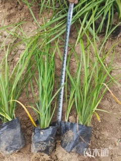 高度30厘米紫穗狼尾草