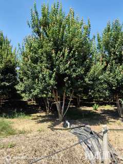 高度800厘米丛生三角枫