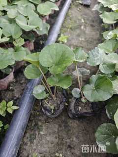 高度15厘米大吴风草