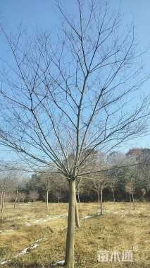 20公分朴树