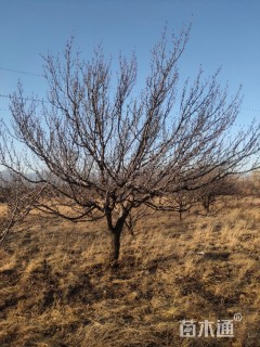 高度460厘米山杏小苗