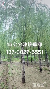 20公分嫁接垂柳