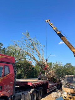 12公分(5杆)丛生乌桕