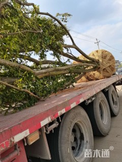 50公分丛生朴树