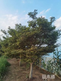 18公分日本红枫