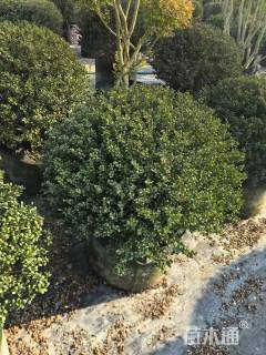 冠幅100厘米龟甲冬青球