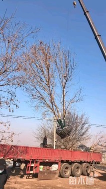 高度650厘米丛生元宝枫