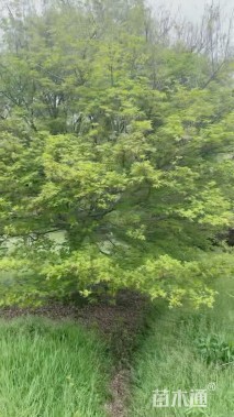 高度300厘米苦丁茶