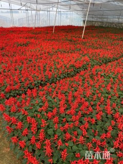 高度15厘米一串红