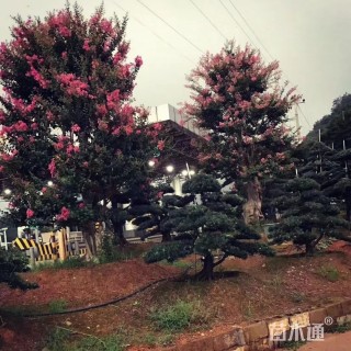 20公分造型紫薇