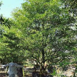 10公分海南杜英