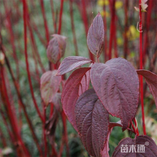 高度50厘米红瑞木