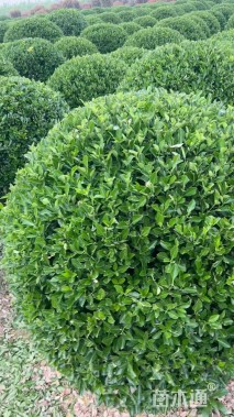 冠幅150厘米冬青球