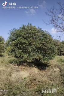 高度450厘米丛生大叶女贞