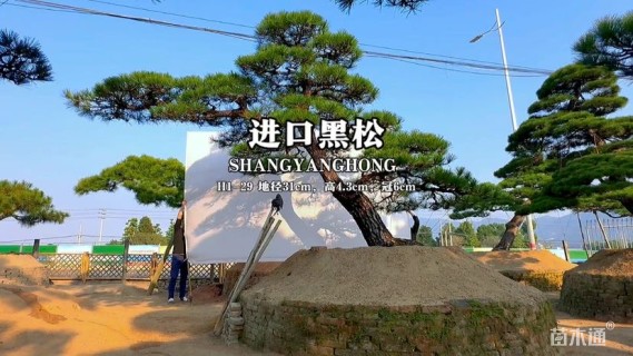 38公分日本黑松