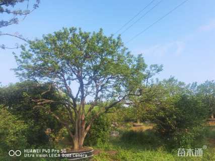 30公分丛生香橼