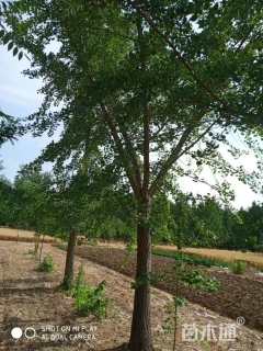 20公分嫁接银杏