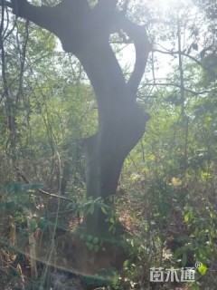 高度500厘米牛舌草