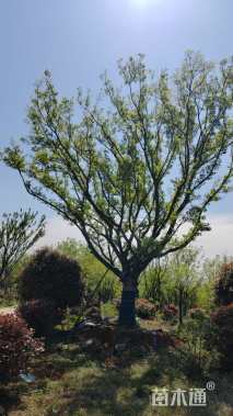 55公分朴树