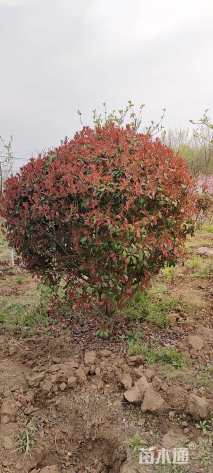 冠幅2000厘米红叶石楠球