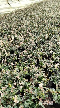 20厘米花叶络石