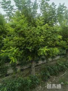 16公分矮接金枝槐