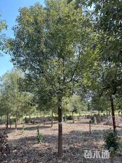 15公分香樟