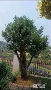 高度2000厘米茶梅