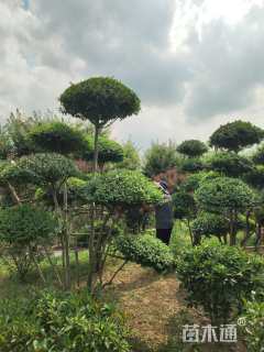 20公分造型小叶女贞