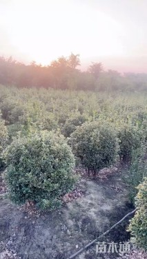 冠幅250厘米金边黄杨球