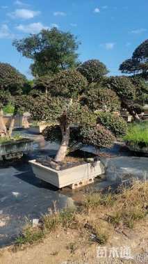 高度200厘米红花继木