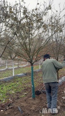 12公分骨里红梅