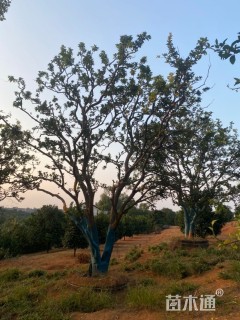 30公分(2杆)丛生香橼