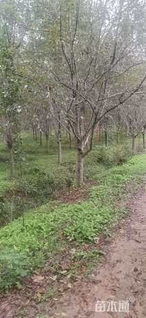 10公分垂丝海棠