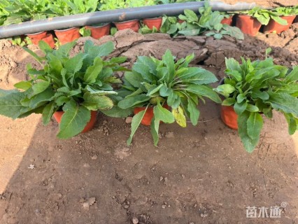 高度30厘米鼠尾草