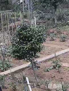 高度2400厘米茶花