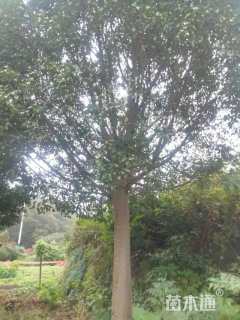 18公分红果冬青