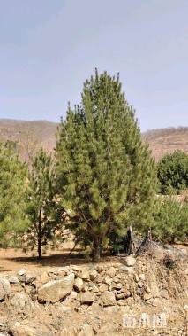 高度500厘米白皮松