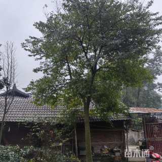 20公分(3杆)丛生朴树