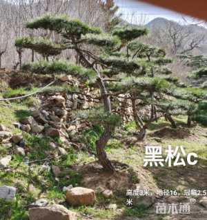 13公分造型黑松