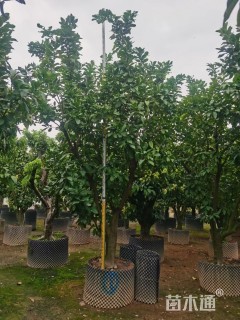 15公分柚子树