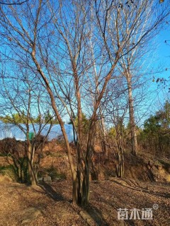 40公分(5杆)丛生朴树