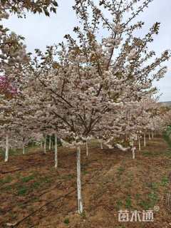 13公分普贤象樱花