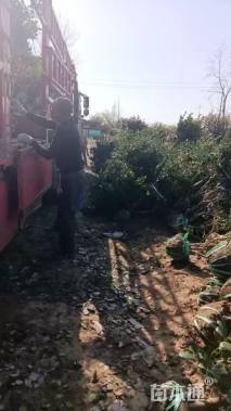 冠幅1200厘米枸骨球