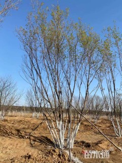 高度900厘米丛生五角枫