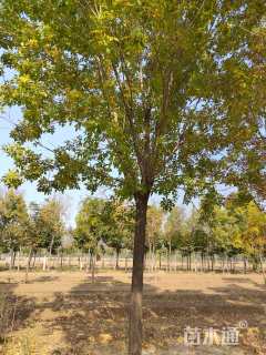 25公分速生白蜡