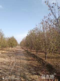 22公分八棱海棠