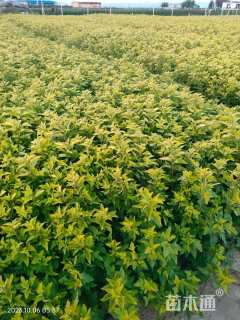 高度100厘米金叶风箱果